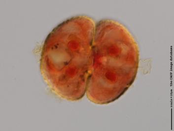 S024 100x.jpg